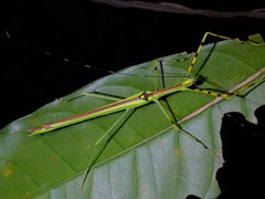 Anarchodes annulipes