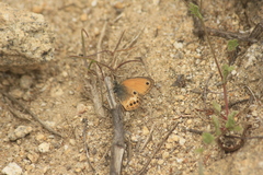 Coenonympha corinna