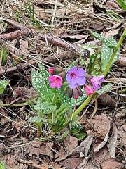 Pulmonaria officinalis