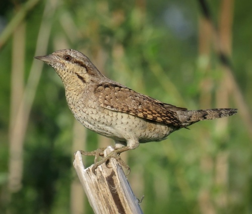 Eurasian Wryneck