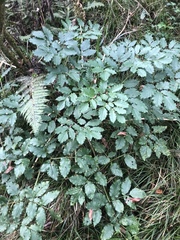 Arracacia rigida