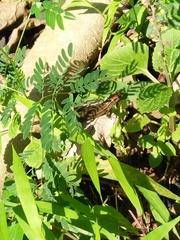 Eutropis rugifera