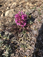 Pedicularis lanata