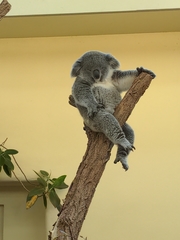 Phascolarctos cinereus