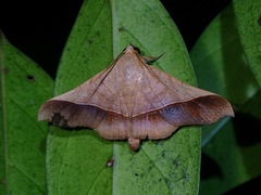 Chilkasa falcata