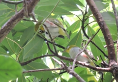Zosterops erythropleurus
