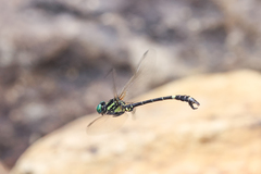 Melligomphus guangdongensis