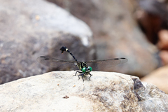 Melligomphus guangdongensis