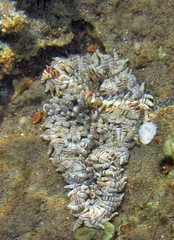 Heteractis