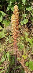 Orobanche picridis