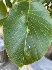 Aceria erinea