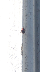 Harmonia axyridis