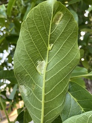Aceria erinea