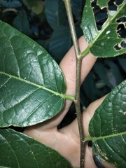 Ficus