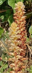 Orobanche picridis