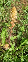 Orobanche picridis