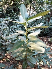 Calophyllum inophyllum