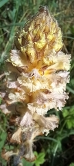 Orobanche picridis