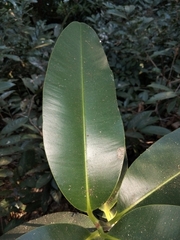 Calophyllum inophyllum