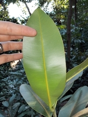Calophyllum inophyllum