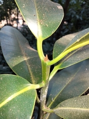 Calophyllum inophyllum