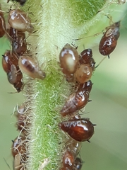 Brachycaudus lychnidis