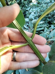 Calophyllum inophyllum