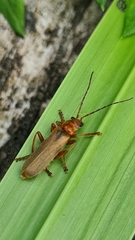 Cantharis rufa