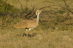 Macqueen's Bustard photo 3