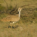 Macqueen's Bustard - Photo (c) Kannan AS, some rights reserved (CC BY-SA)
