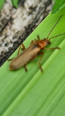 Cantharis rufa