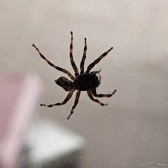 Salticinae