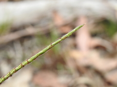 Eremochloa bimaculata