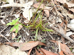Eremochloa bimaculata