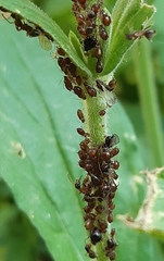 Brachycaudus lychnidis