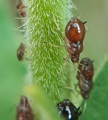 Brachycaudus lychnidis