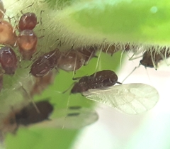 Brachycaudus lychnidis