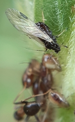 Brachycaudus lychnidis