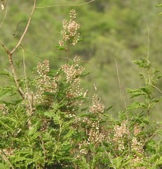 Vachellia leucophloea