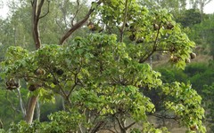 Cochlospermum religiosum