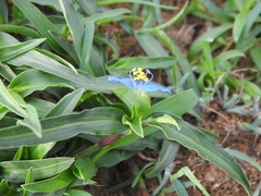 Commelina forskaolii