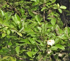 Dolichandrone atrovirens