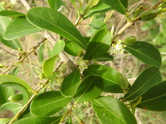 Erythroxylum monogynum