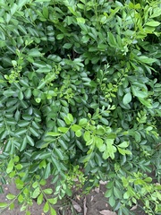 Murraya paniculata