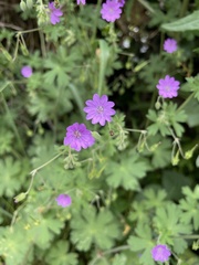 Geranium pyrenaicum