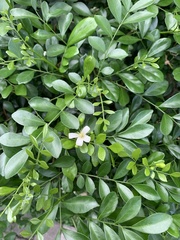 Murraya paniculata