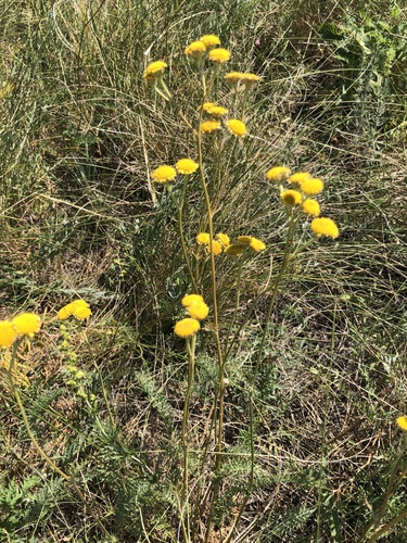 Tanacetum kittaryanum, photograph 6