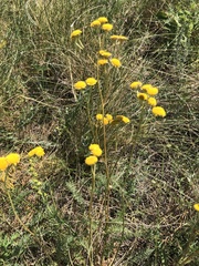 Tanacetum kittaryanum, photograph (c) Valerii Glazunov, some rights reserved (CC BY)