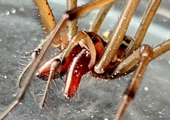 Corasoides occidentalis