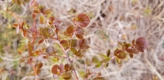 Betula nana